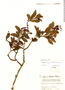 Psittacanthus mayanus image