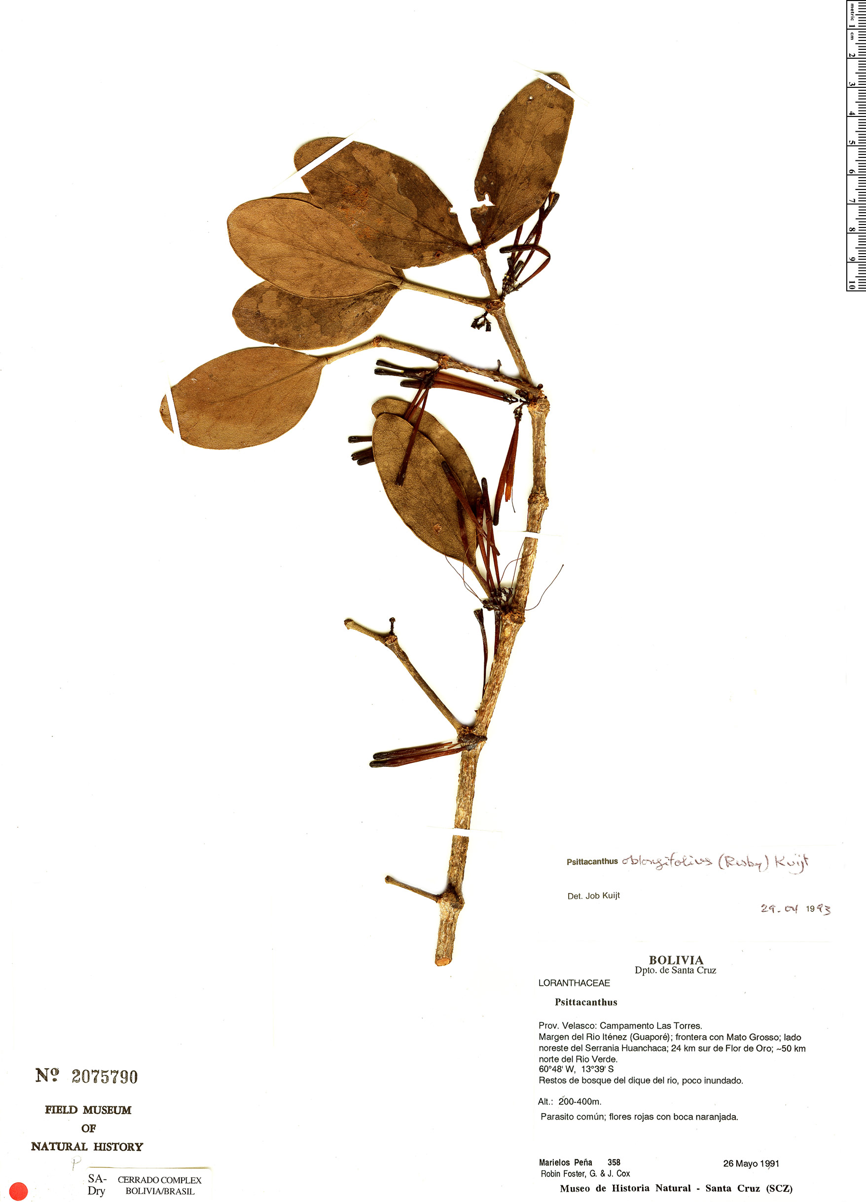 Psittacanthus kempffii image