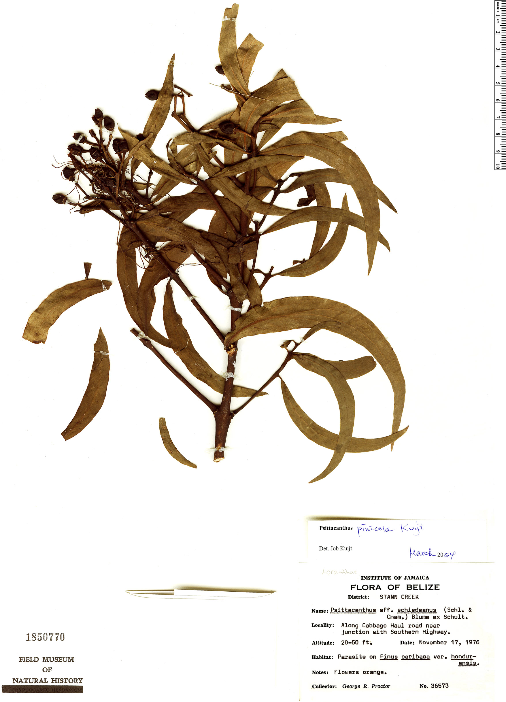 Psittacanthus angustifolius image