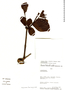 Psittacanthus piurensis image