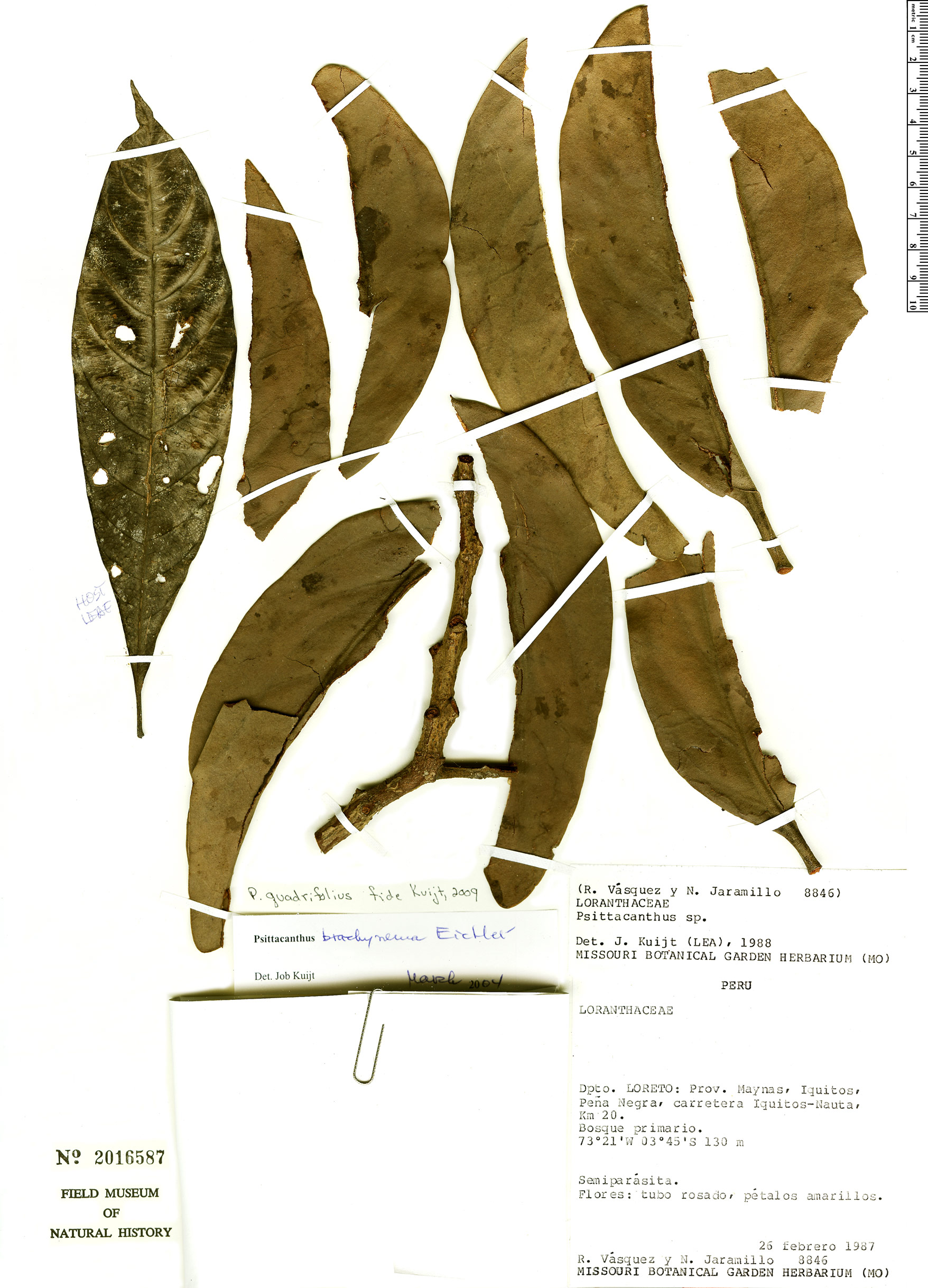 Psittacanthus quadrifolius image