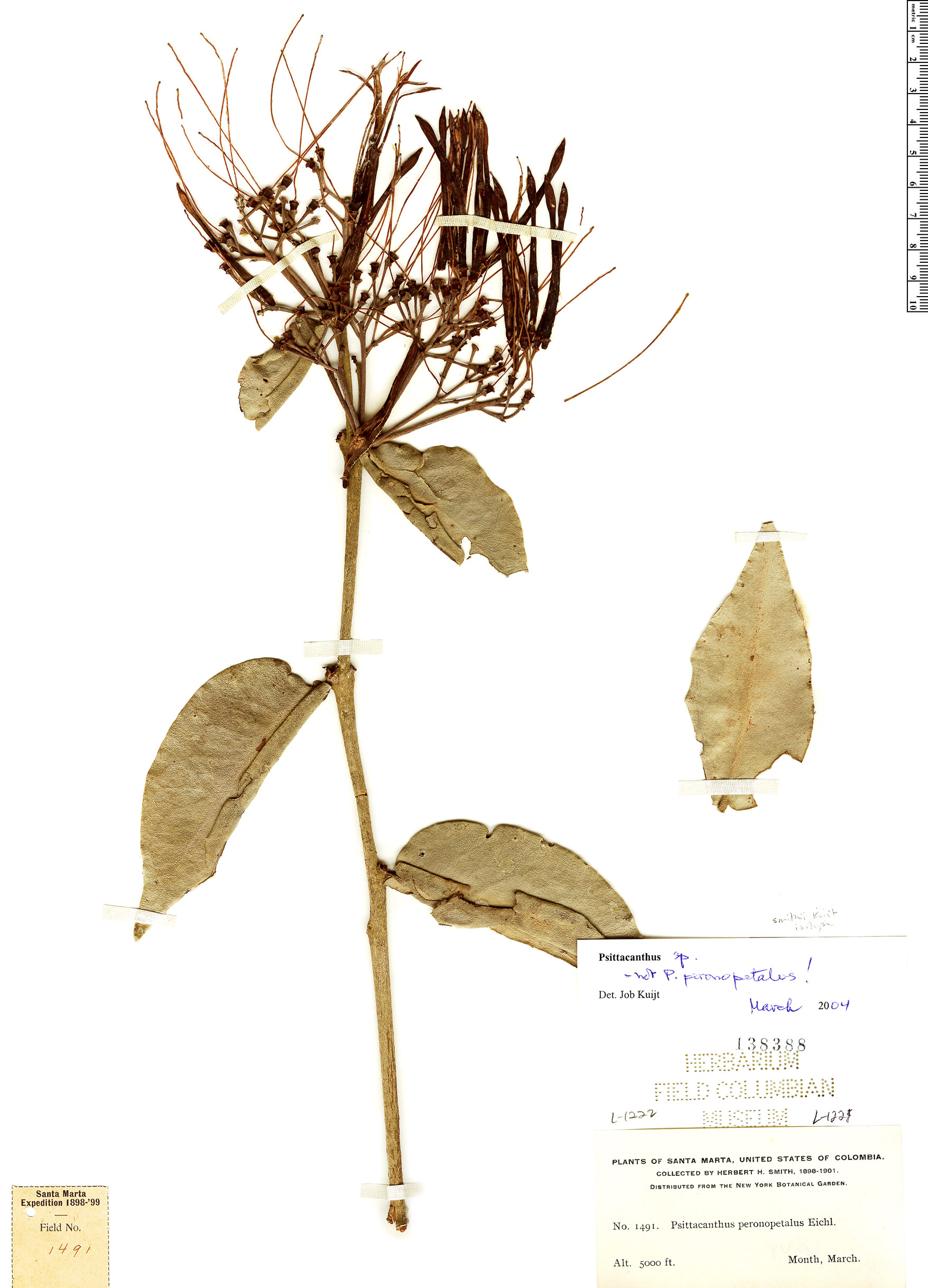Psittacanthus smithii image