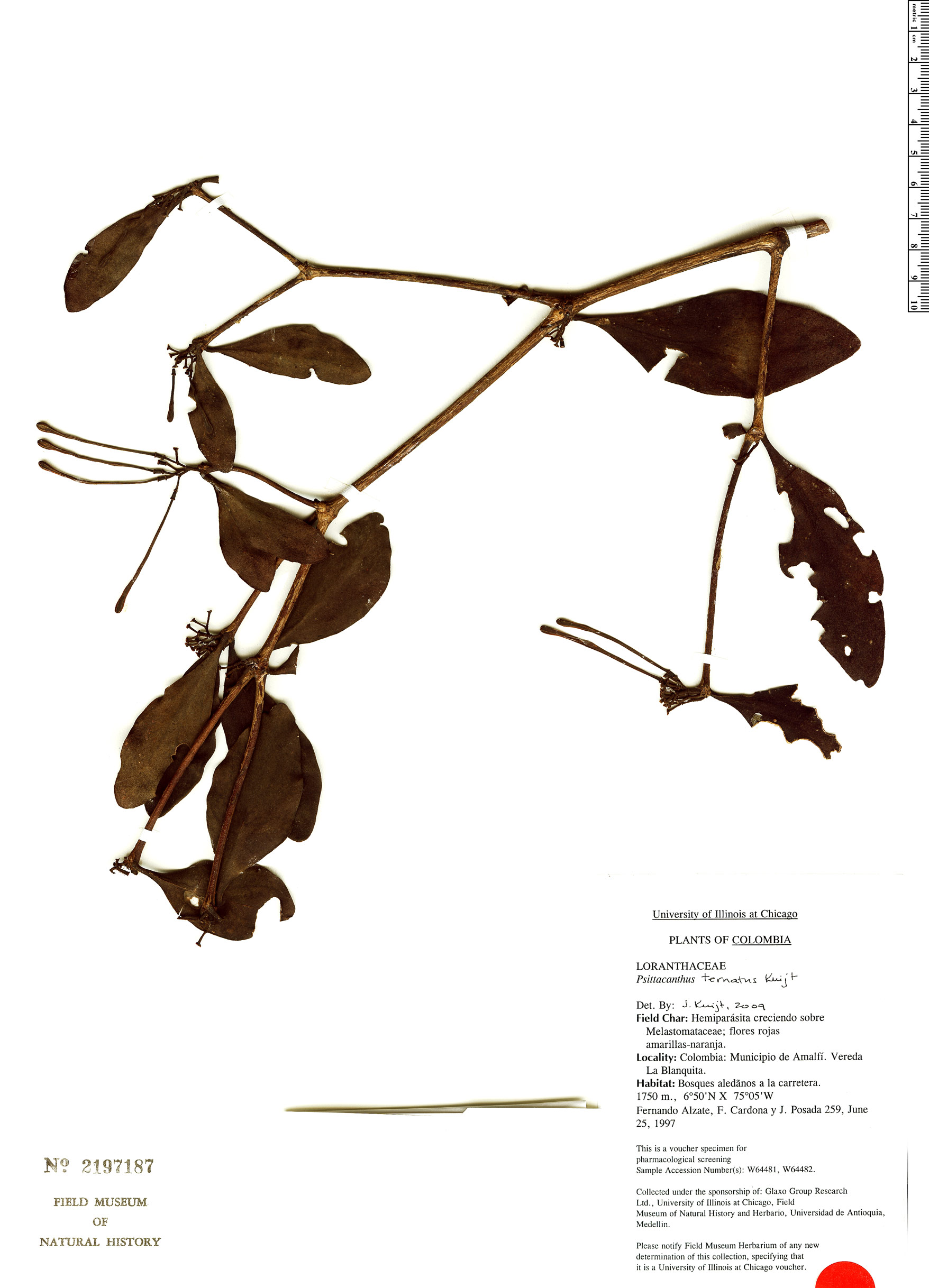 Psittacanthus ternatus image