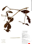 Psittacanthus ternatus image