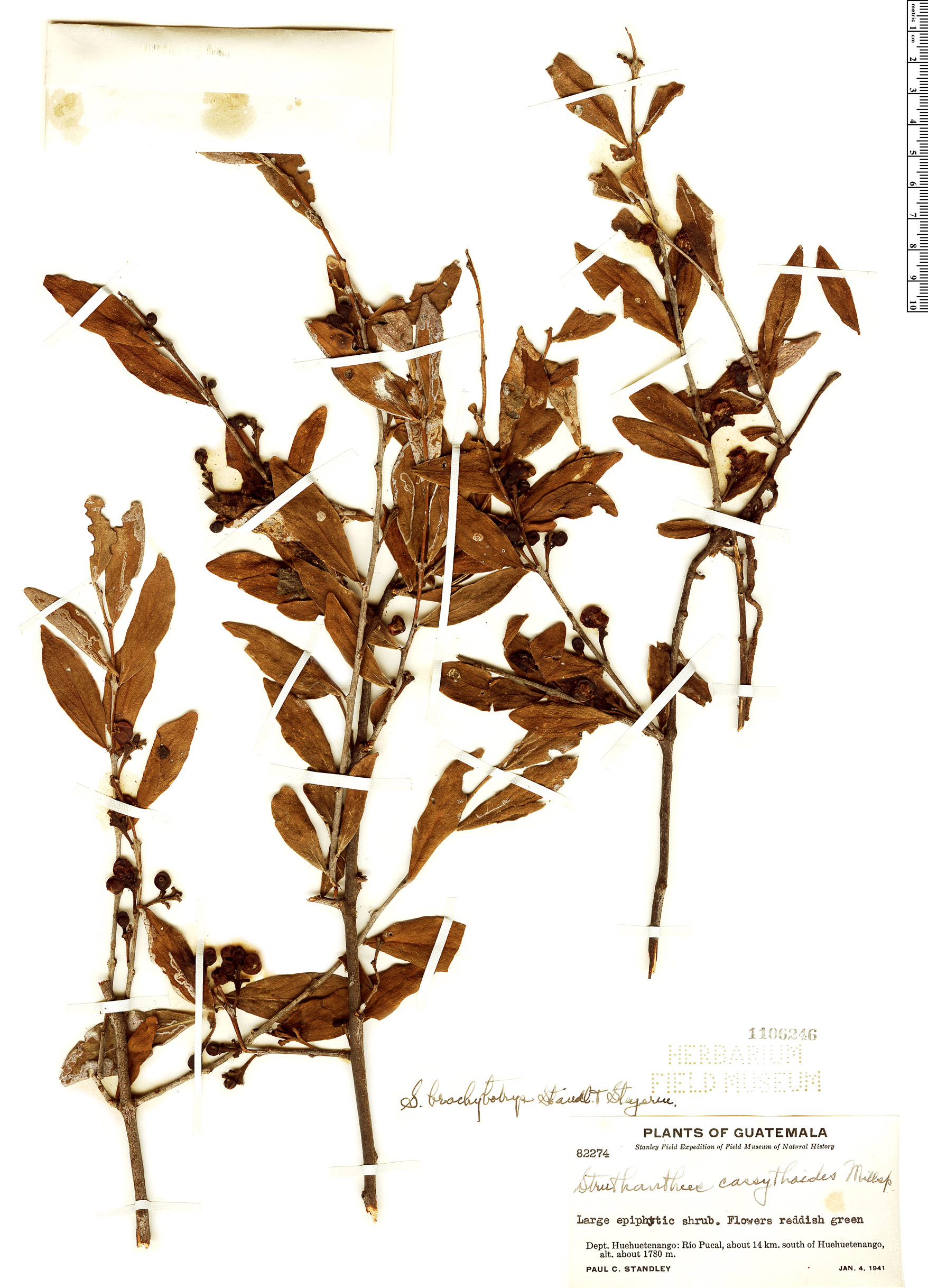 Struthanthus brachybotrys image