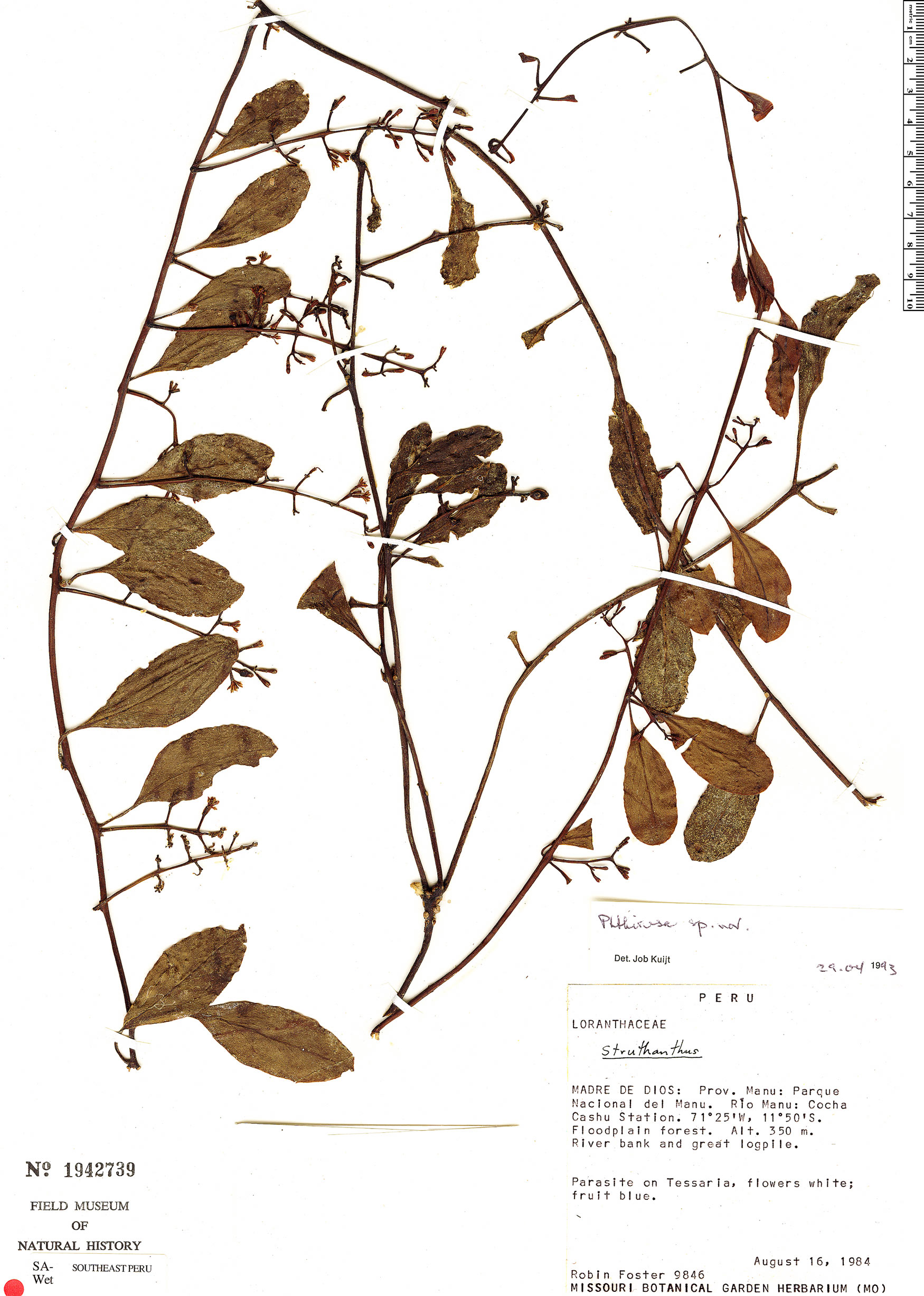 Struthanthus longibracteatus image