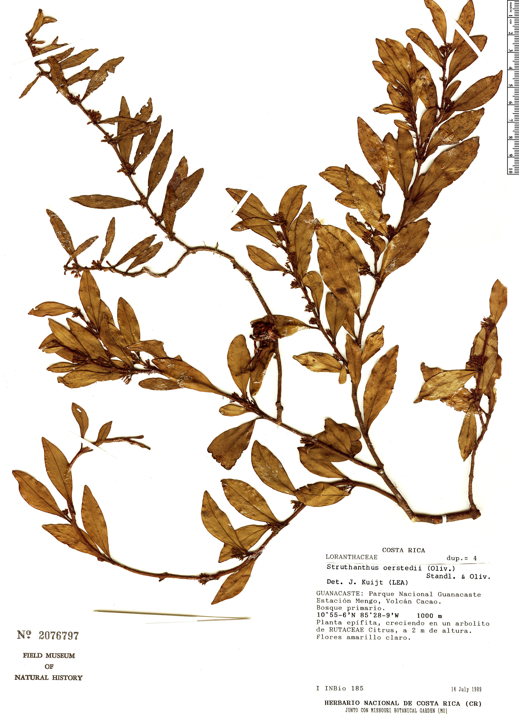 Struthanthus oerstedii image