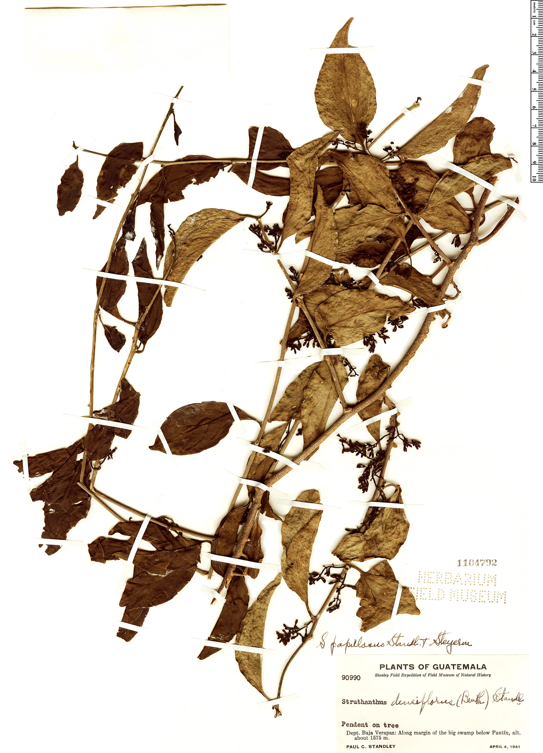 Struthanthus papillosus image