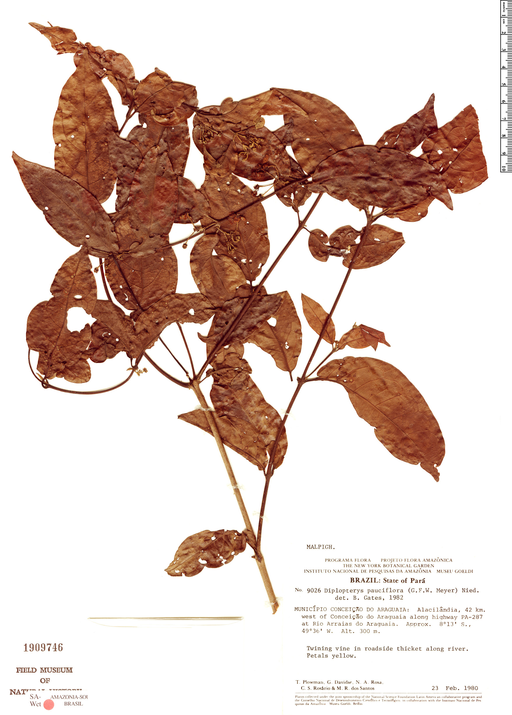 Diplopterys pauciflora image