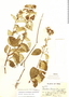 Diplopterys populifolia image