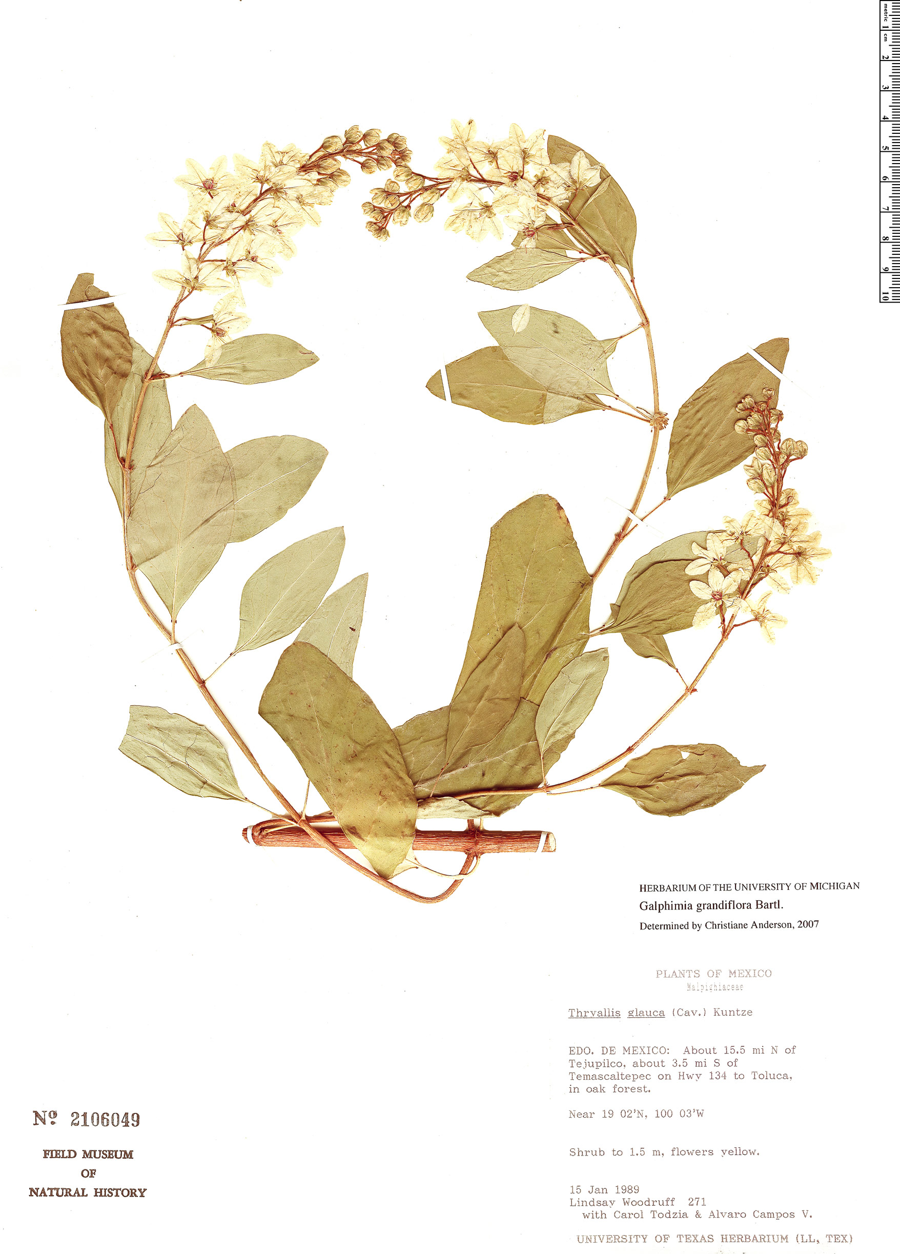 Galphimia grandiflora image