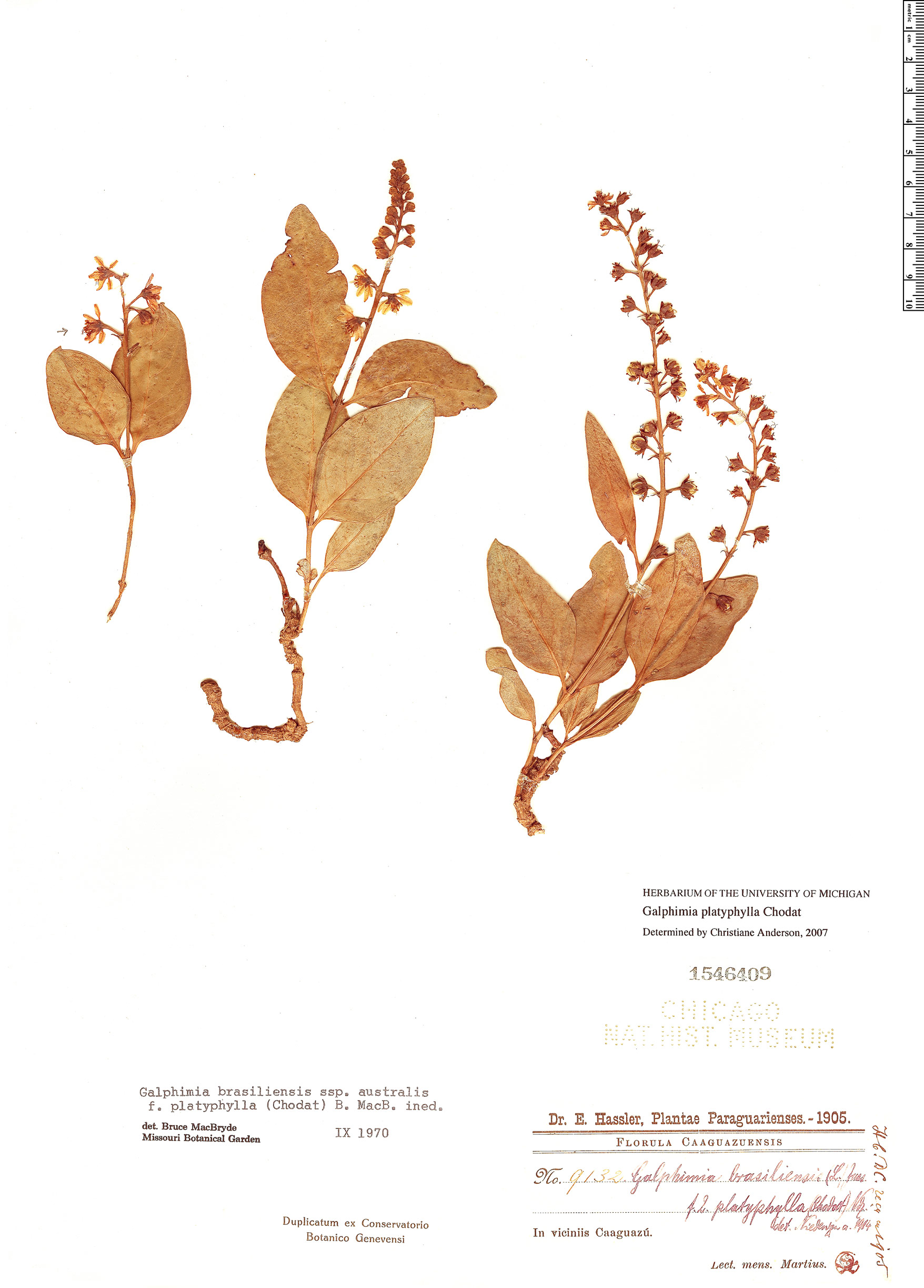 Galphimia platyphylla image