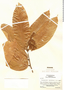 Heteropterys leona image