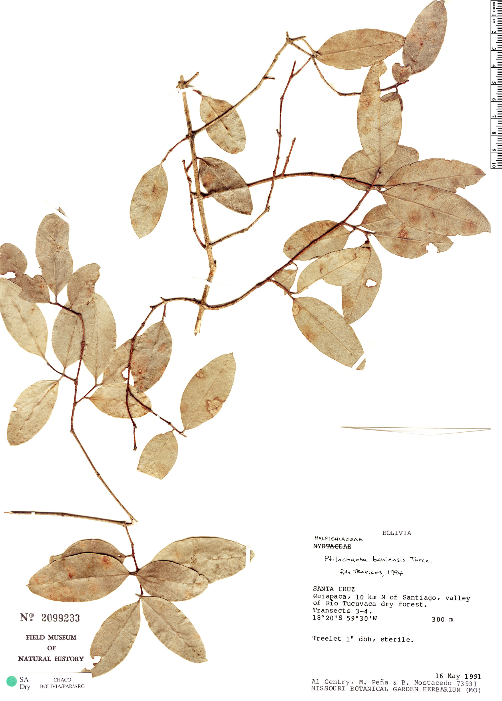 Ptilochaeta bahiensis image