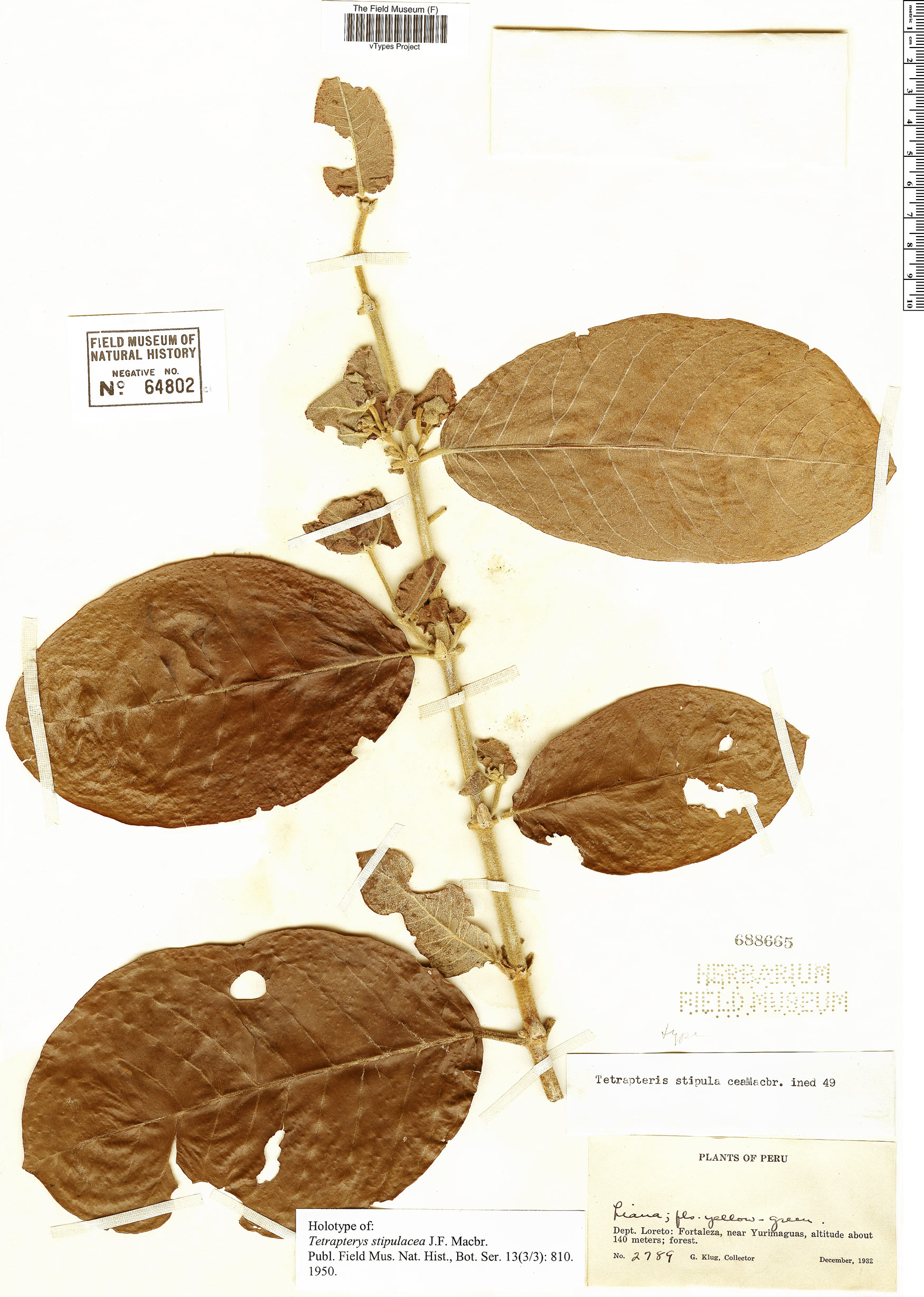 Tetrapterys stipulacea image