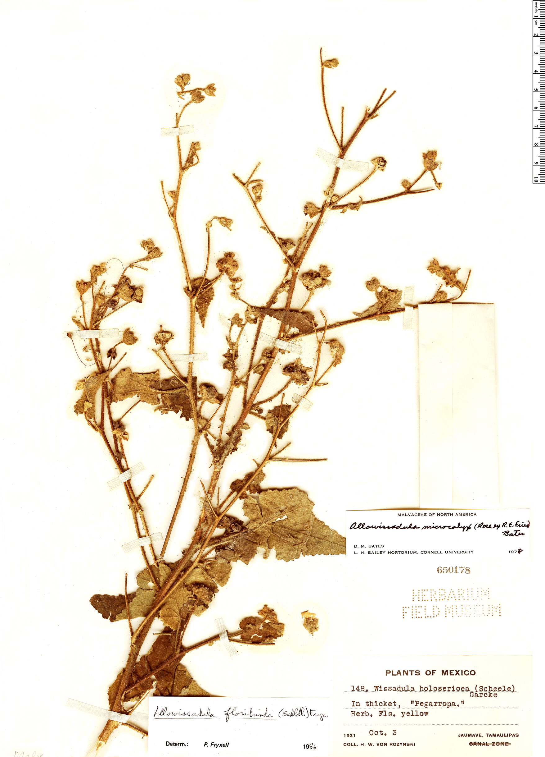 Allowissadula floribunda image