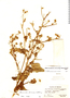 Allowissadula floribunda image
