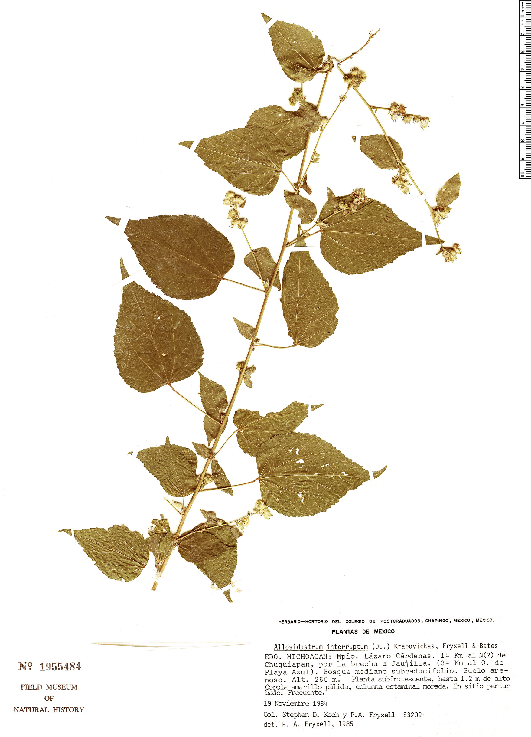 Allosidastrum interruptum image