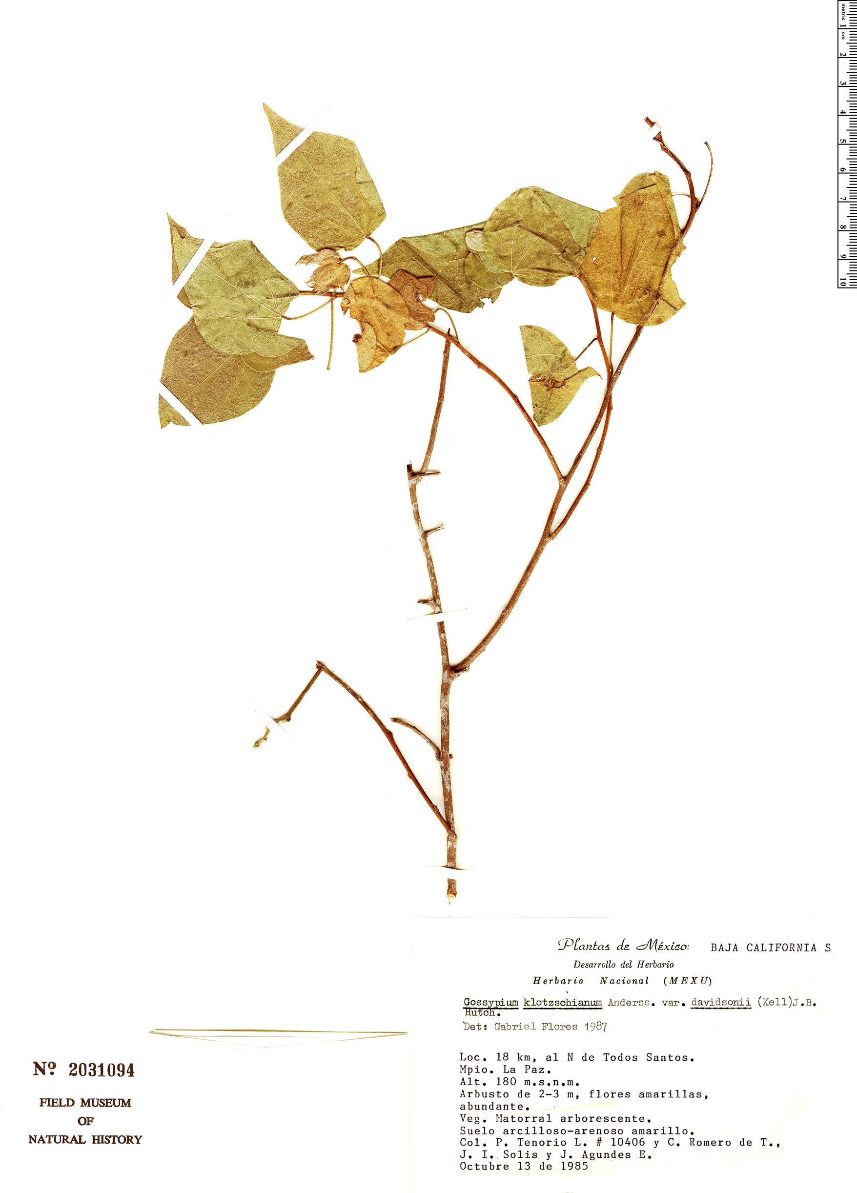 Gossypium klotzschianum subsp. davidsonii image