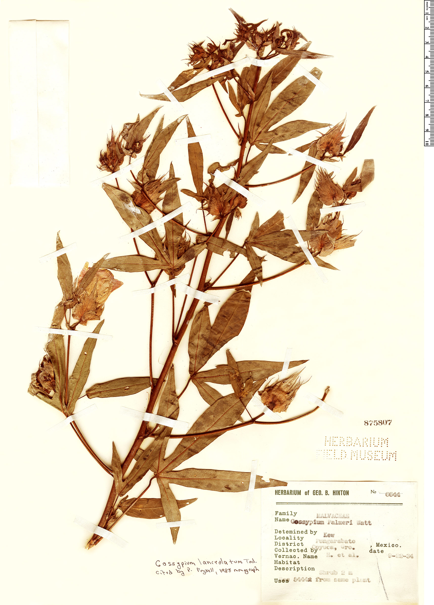 Gossypium lanceolatum image