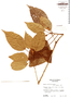 Hampea ovatifolia image