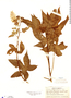 Hibiscus bifurcatus image