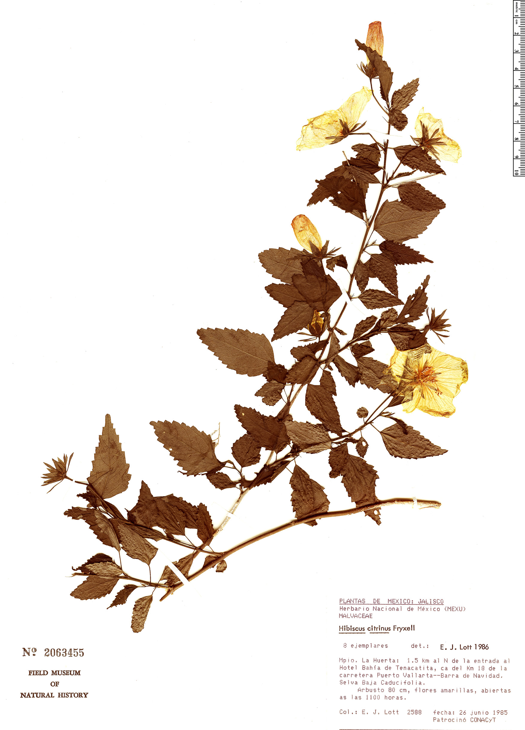 Hibiscus citrinus image