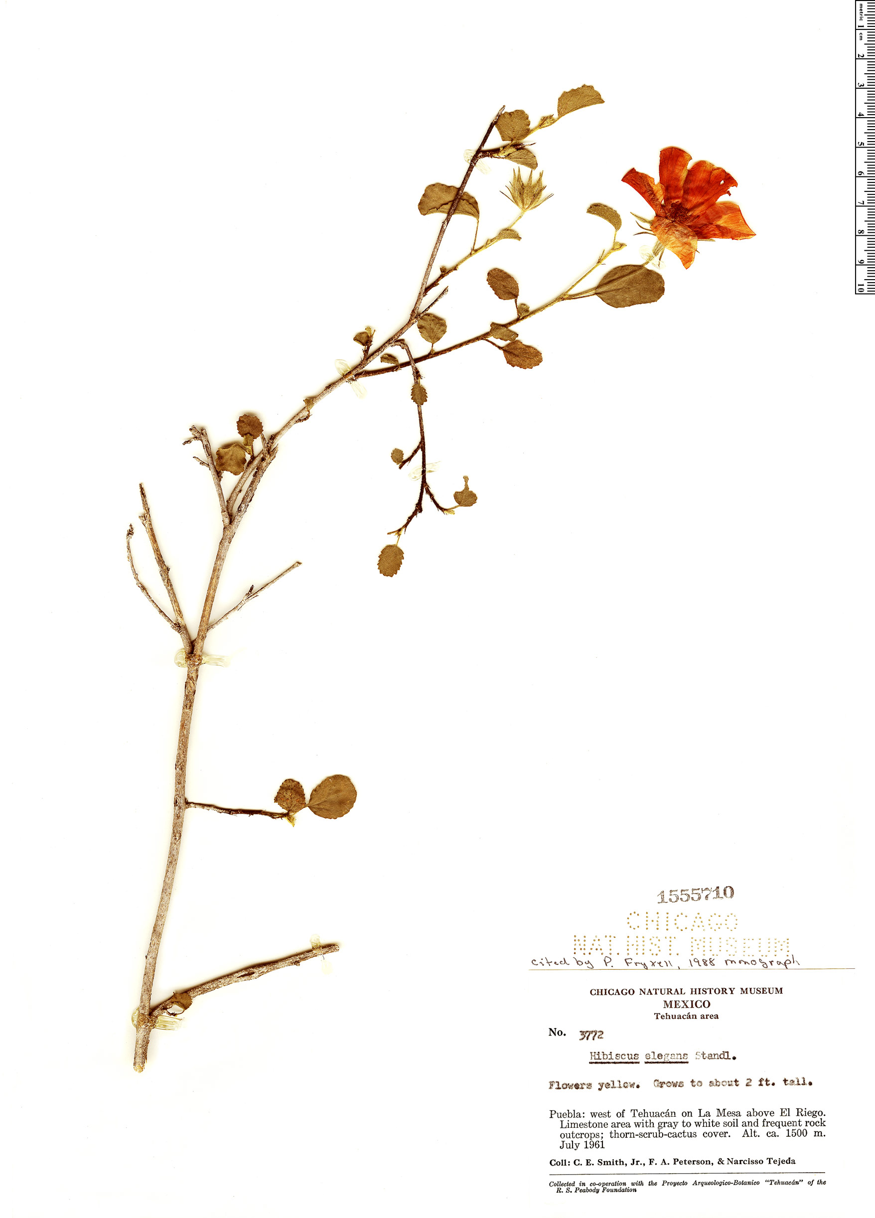 Hibiscus elegans image