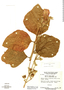 Hibiscus laxiflorus image