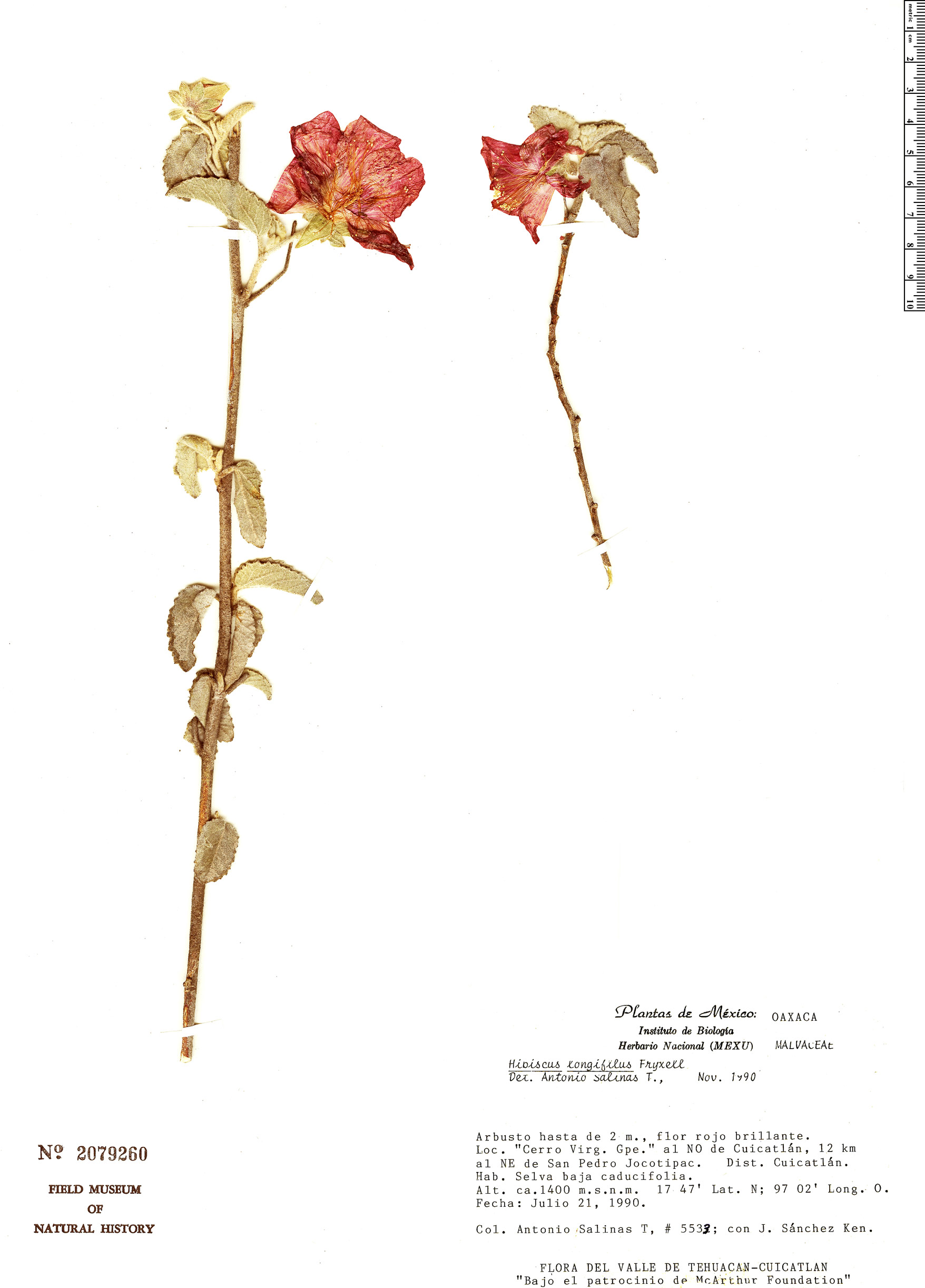 Hibiscus longifilus image