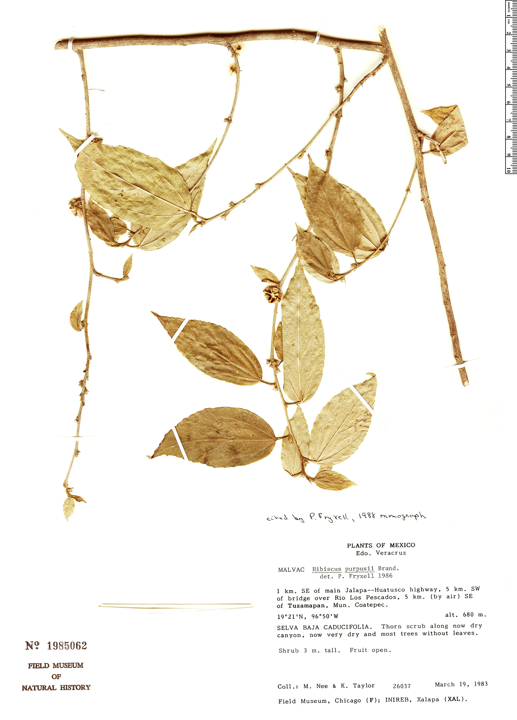 Hibiscus purpusii image