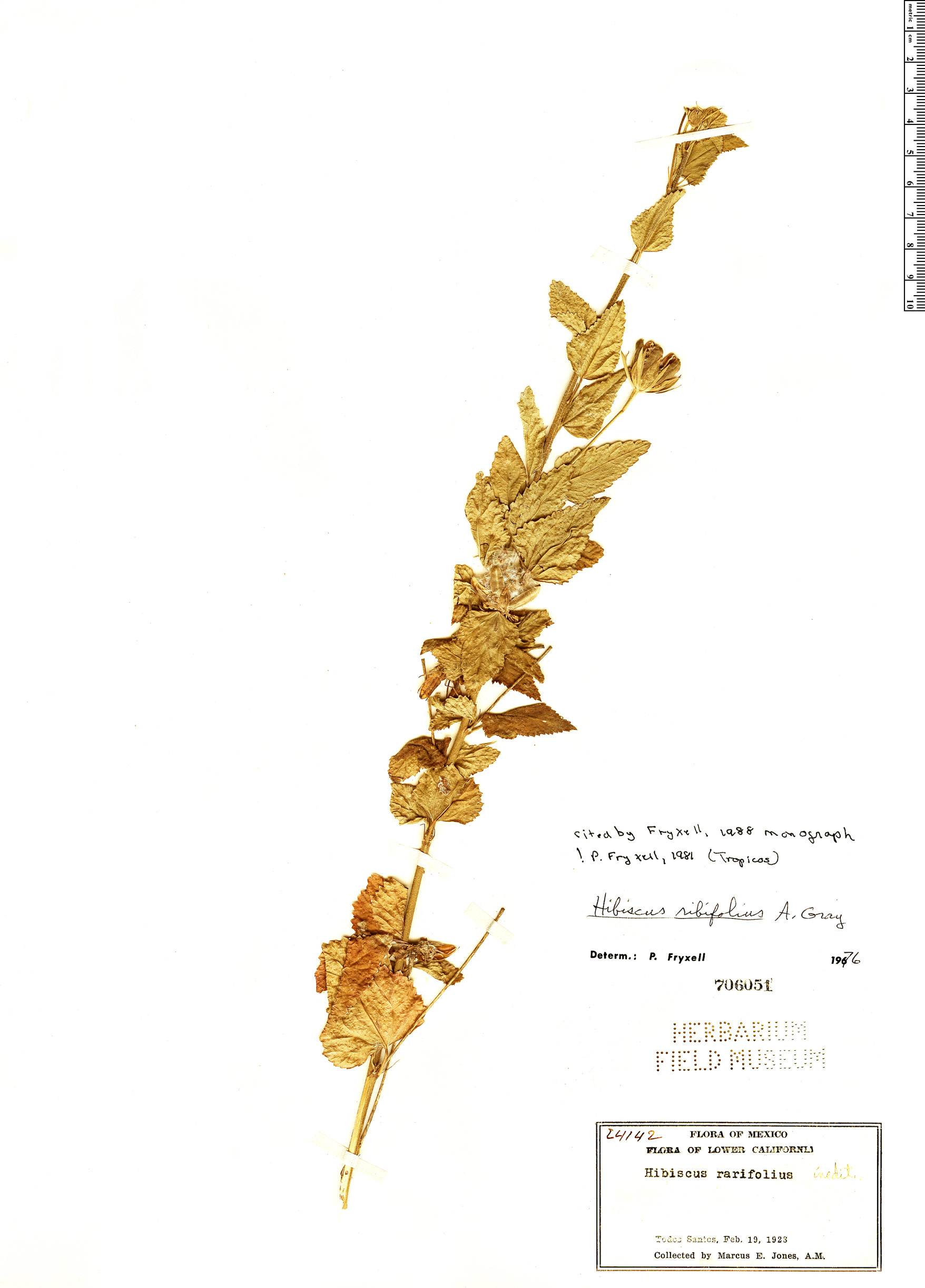 Hibiscus ribifolius image
