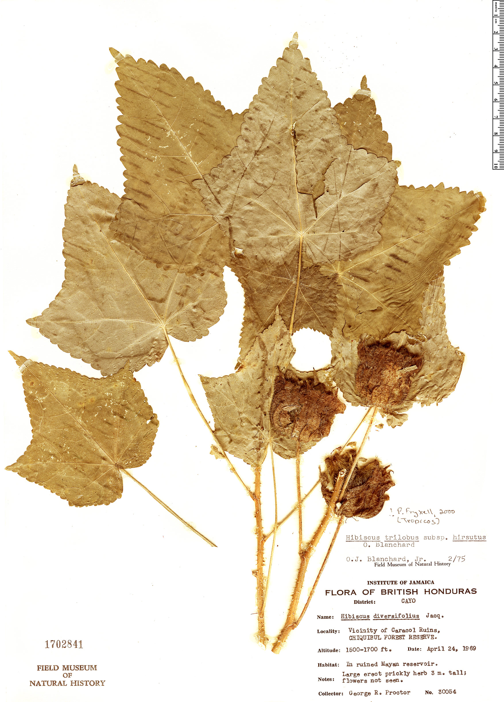 Hibiscus trilobus image