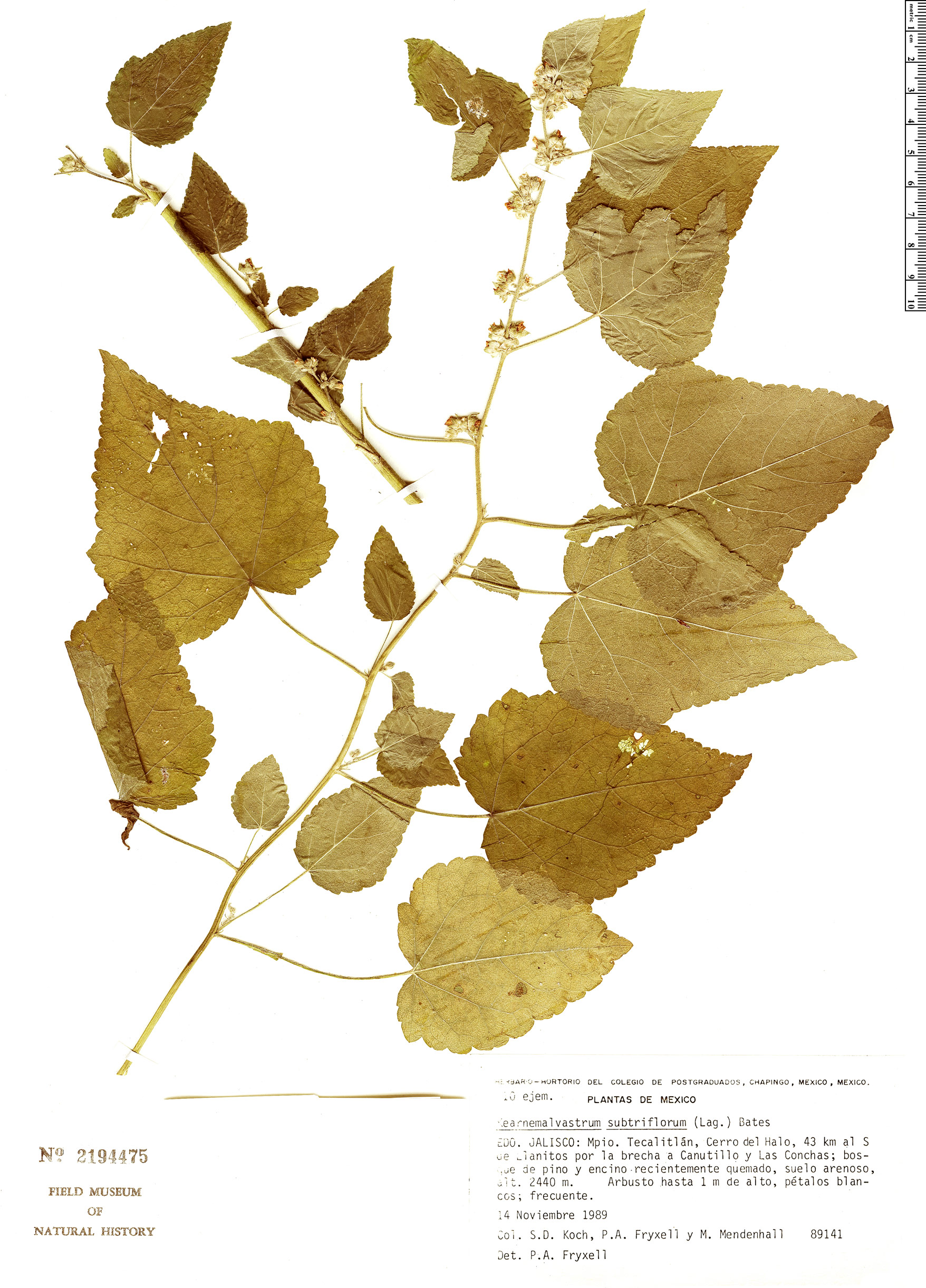 Kearnemalvastrum subtriflorum image