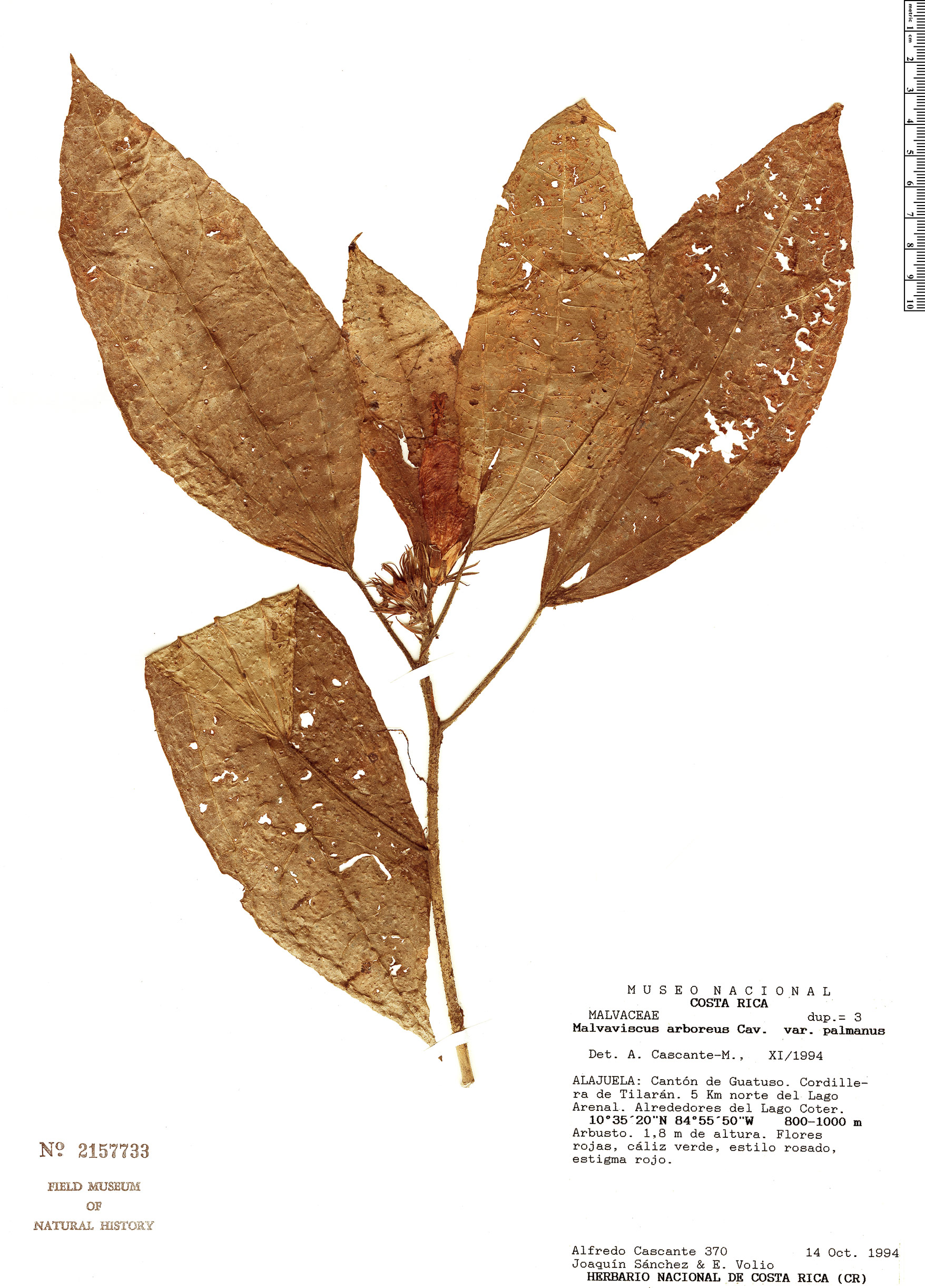 Malvaviscus palmanus image