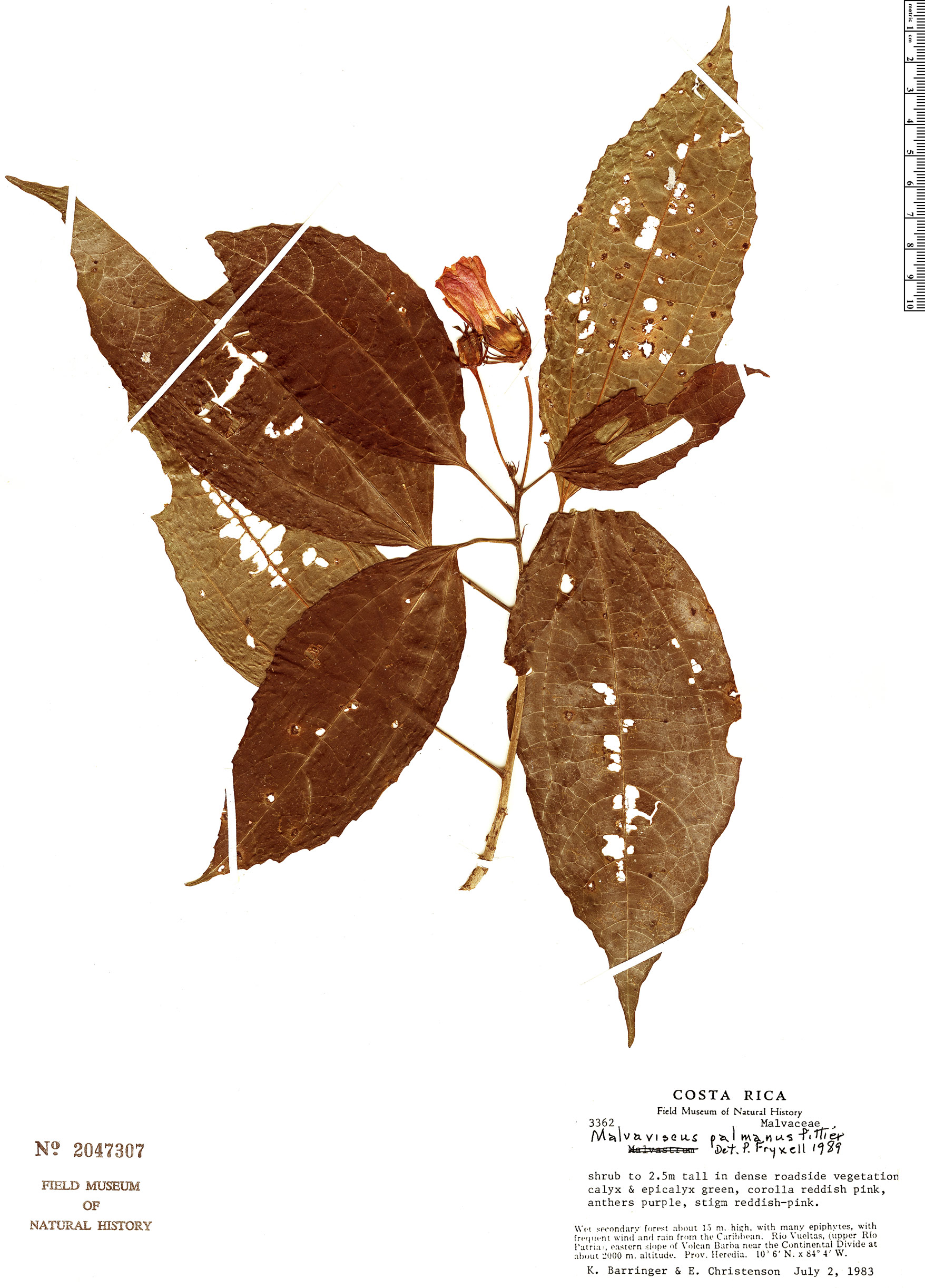 Malvaviscus palmanus image