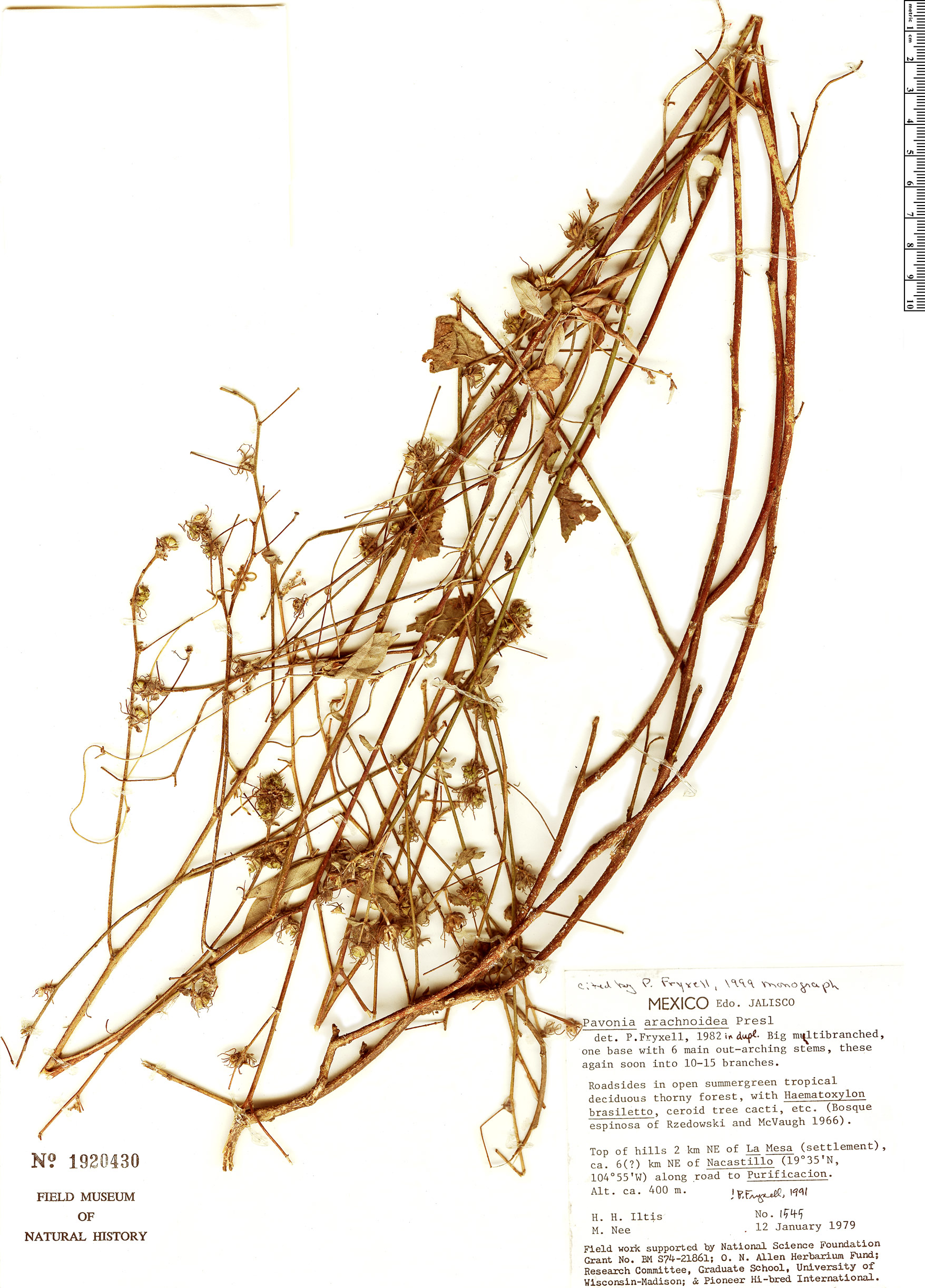 Pavonia arachnoidea image