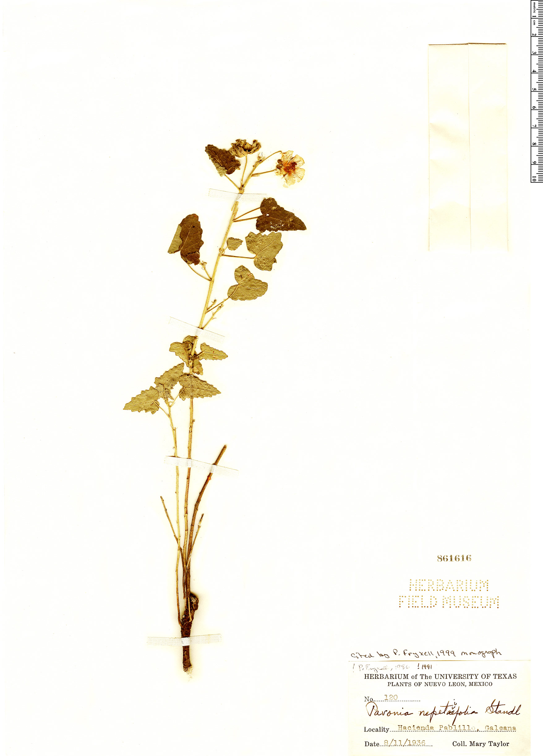 Pavonia nepetifolia image