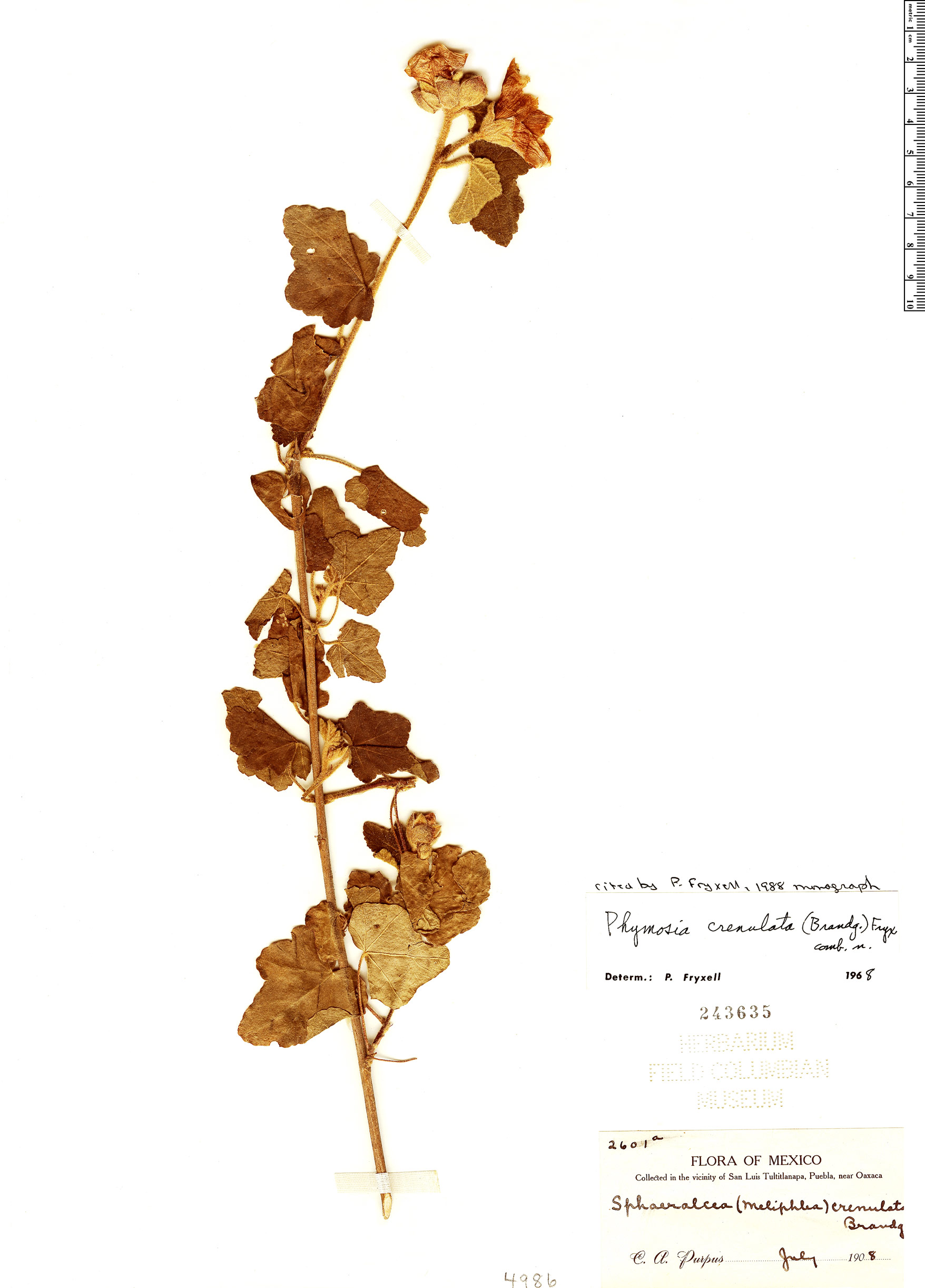 Phymosia crenulata image
