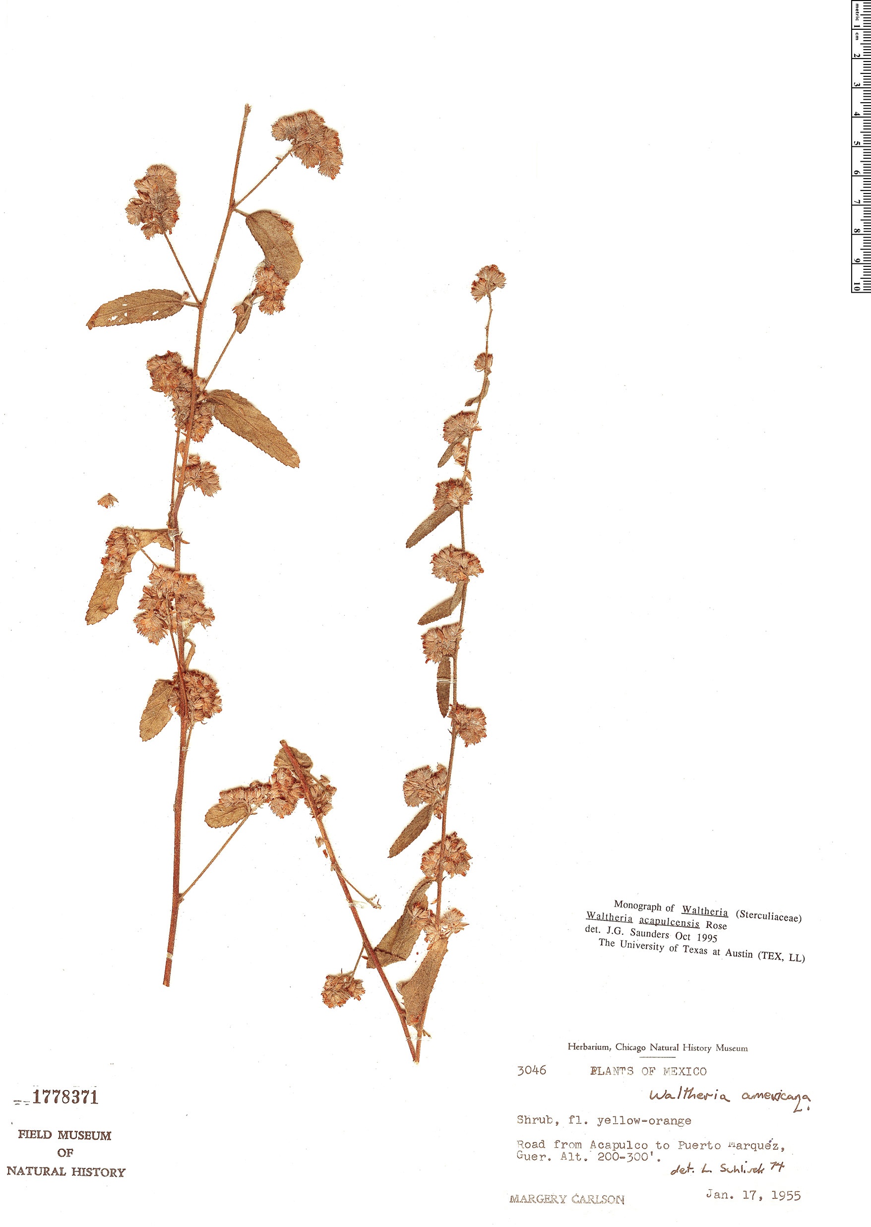 Waltheria acapulcensis image