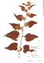 Waltheria acuminata image