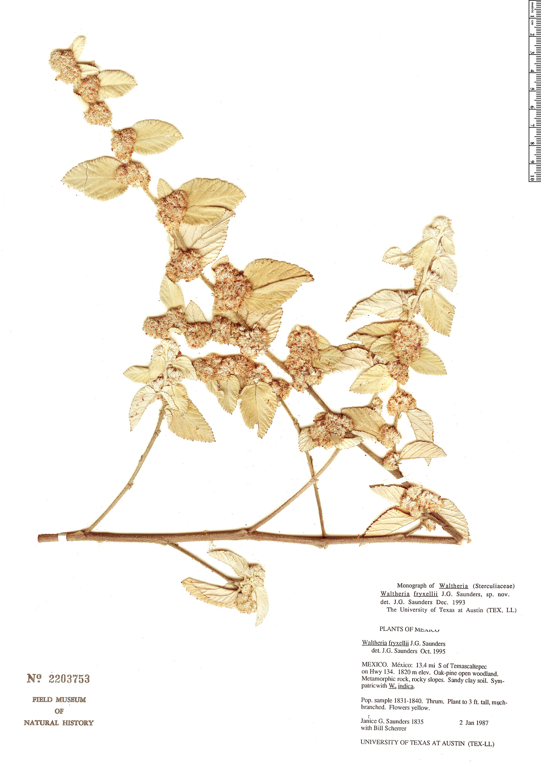 Waltheria fryxellii image