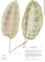 Calathea lindeniana image
