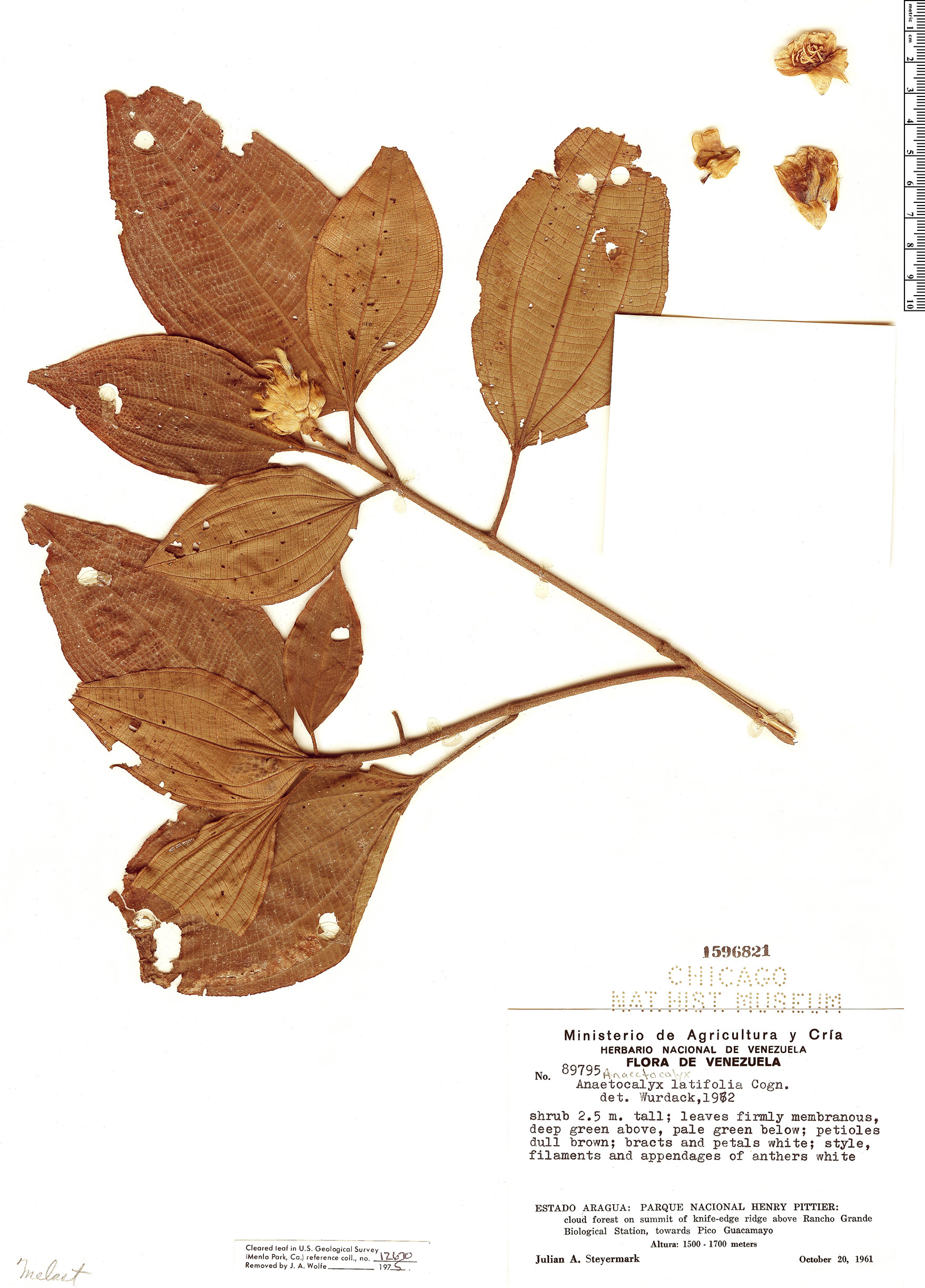 Anaectocalyx latifolia image
