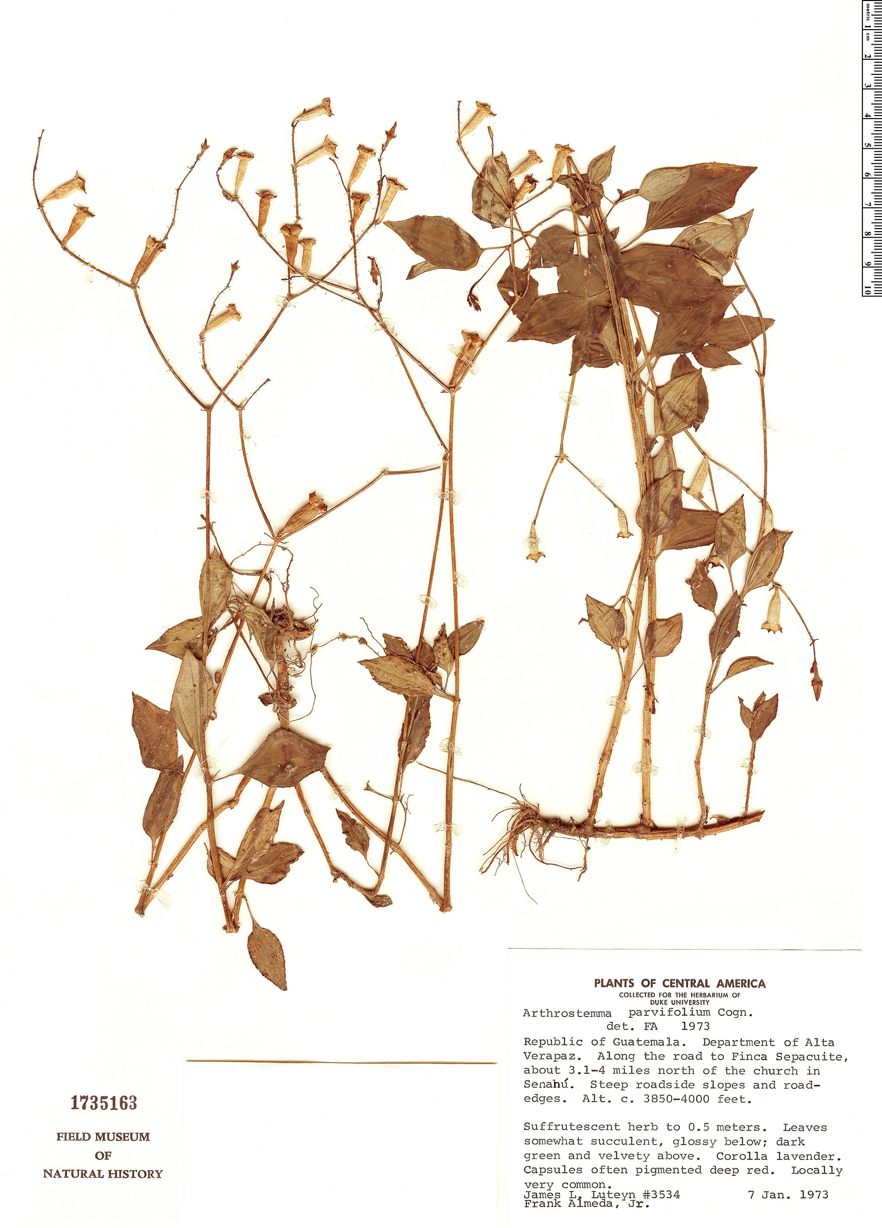Arthrostemma parvifolium image