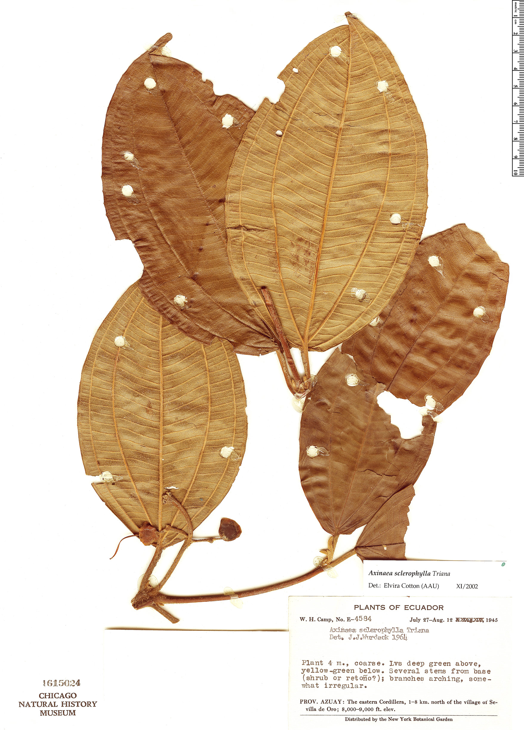 Axinaea sclerophylla image