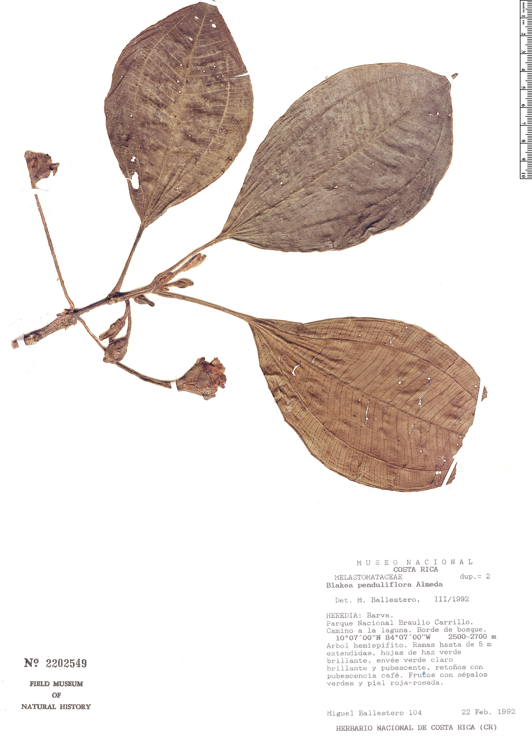 Blakea penduliflora image