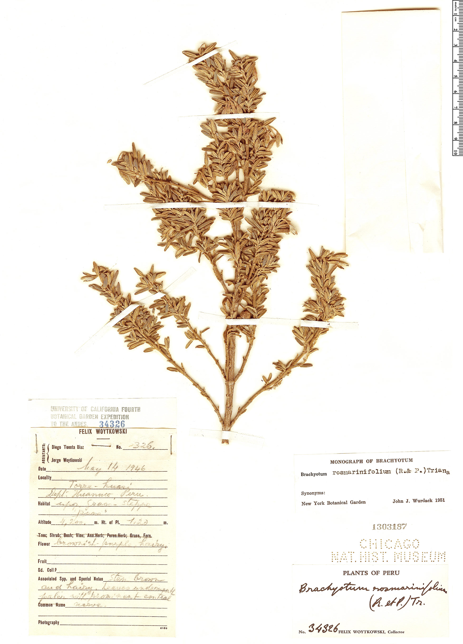 Brachyotum rosmarinifolium image
