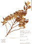 Brachyotum virescens image