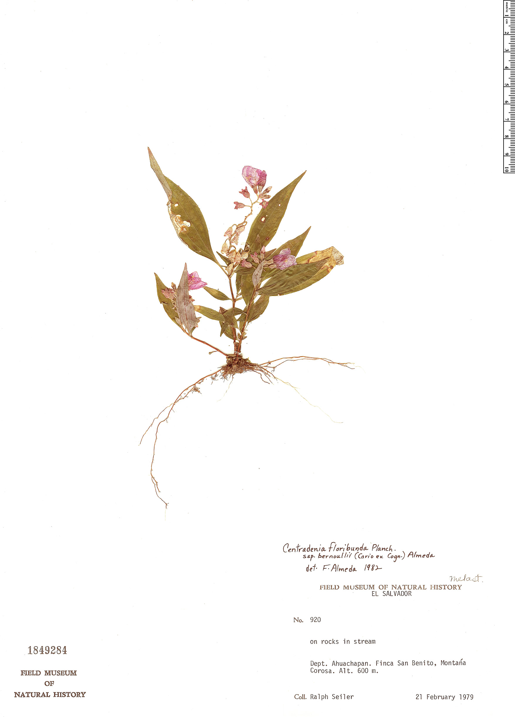 Centradenia floribunda image